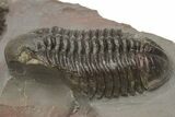 Pair Of Struveaspis Trilobites - Jorf, Morocco #233138-9